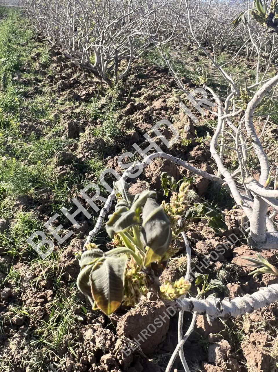 سرمازدگی پسته