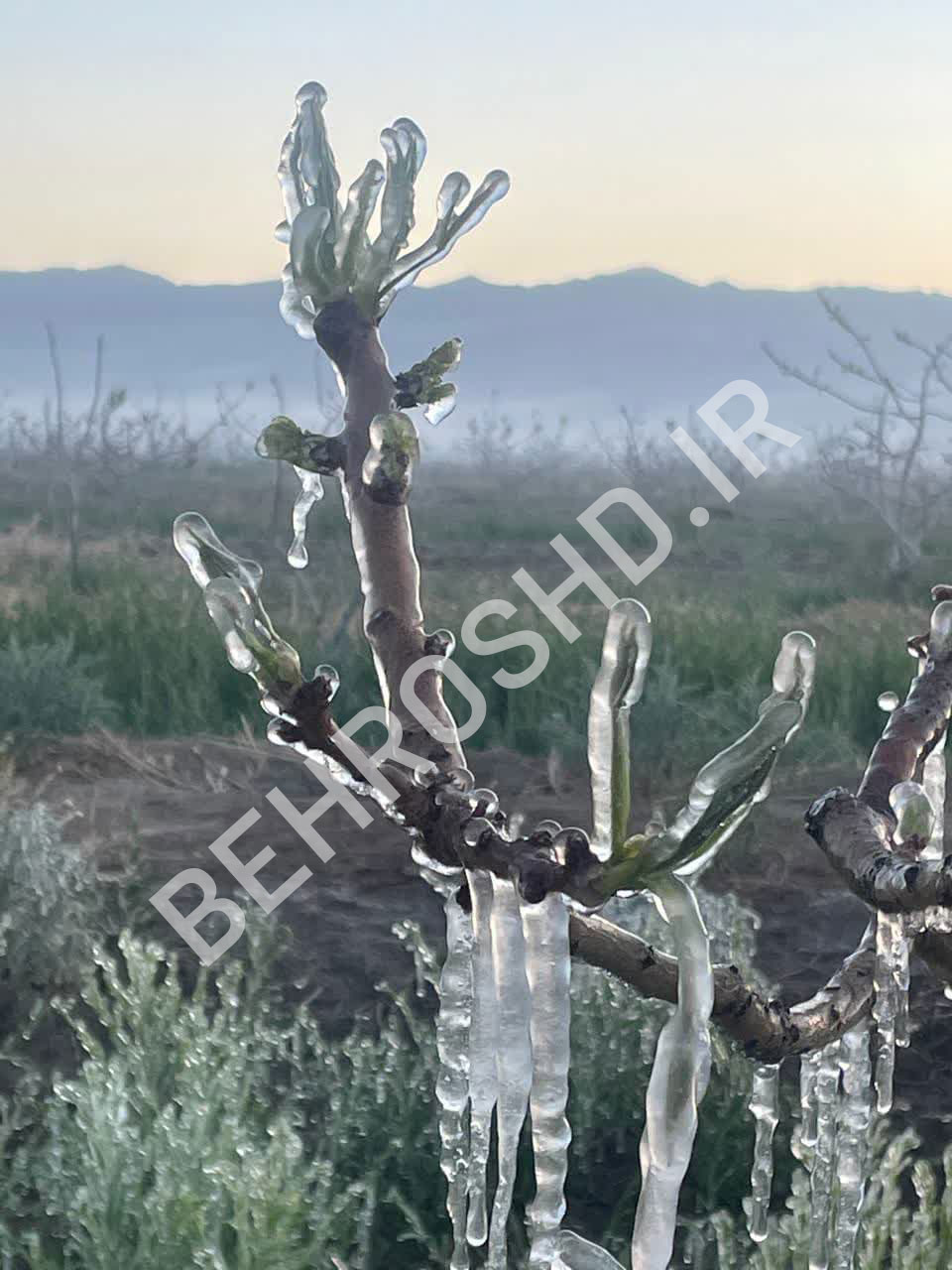 سرمازدگی پسته