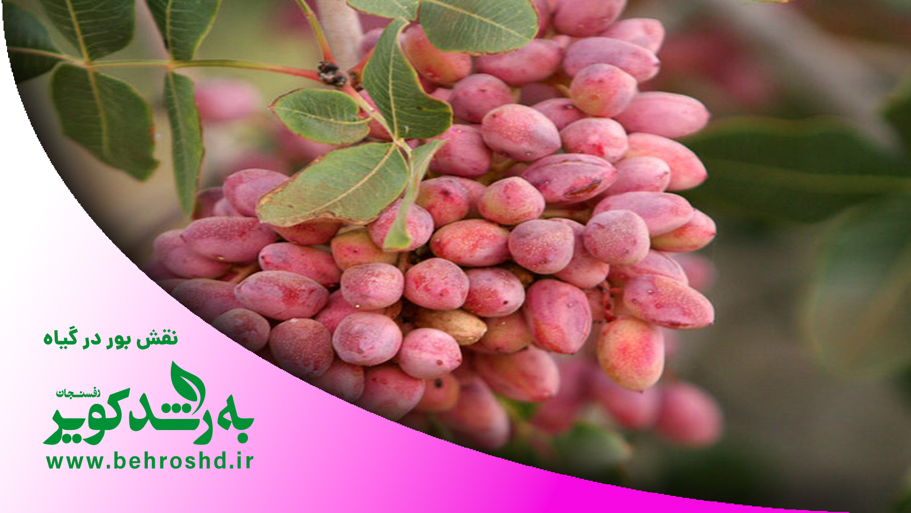 نقش بور در گیاه