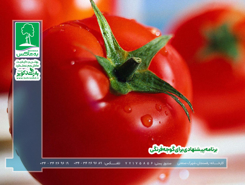 گوجه فرنگی