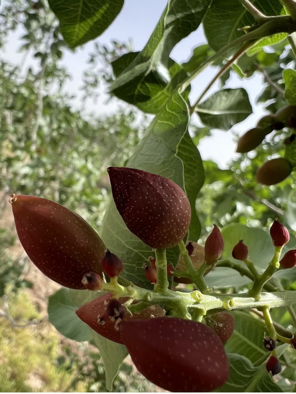 کمبود کلسیم