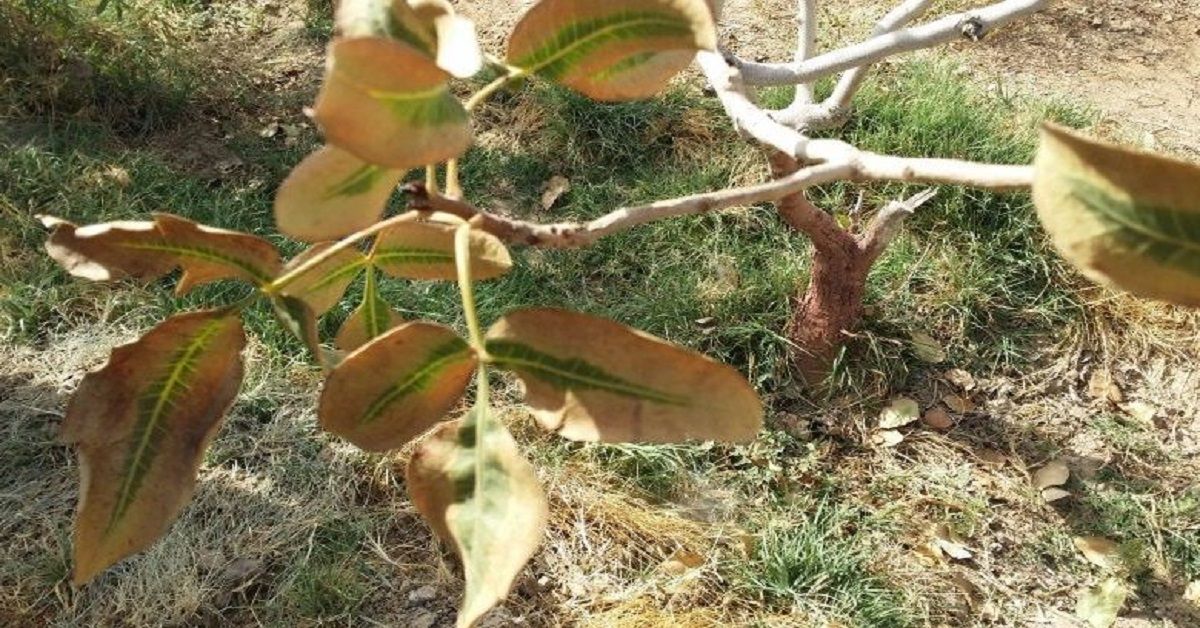 بررسی عوامل مؤثر بر مدت زمان جذب کود محلول پاشی در محصولات باغی